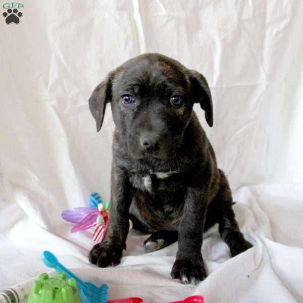 Tatlo, Labrador Mix Puppy